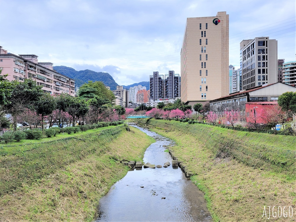 2026台北景點 汐止文化櫻花季 康誥坑溪 水岸櫻花小徑 台北一日遊