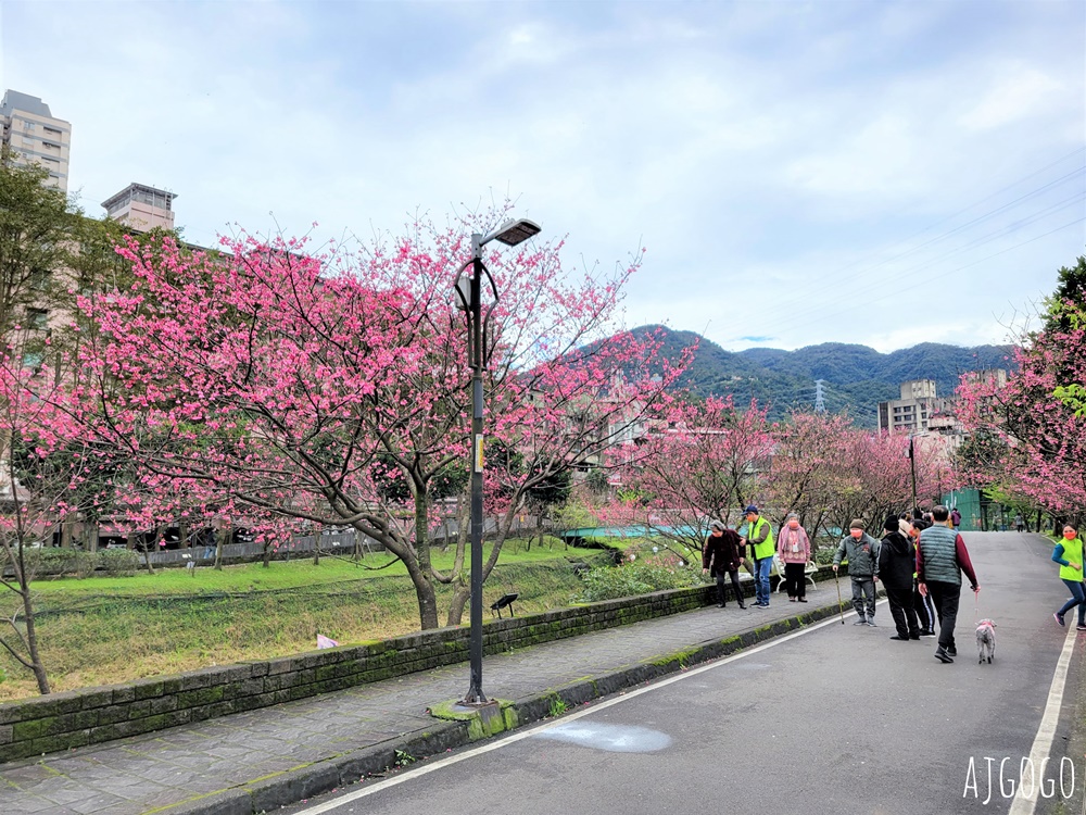 2026台北景點 汐止文化櫻花季 康誥坑溪 水岸櫻花小徑 台北一日遊 2026台北景點 汐止文化櫻花季 康誥坑溪 水岸櫻花小徑 台北一日遊