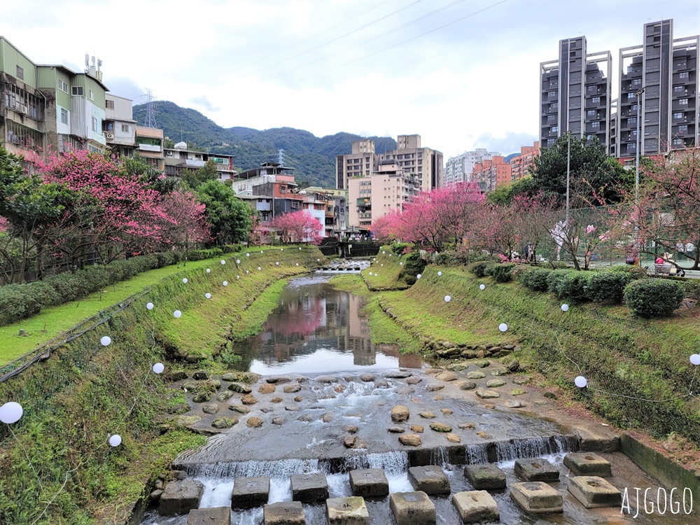 2026台北景點 汐止文化櫻花季 康誥坑溪 水岸櫻花小徑 台北一日遊