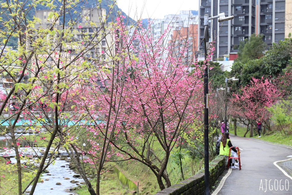 2026台北景點 汐止文化櫻花季 康誥坑溪 水岸櫻花小徑 台北一日遊