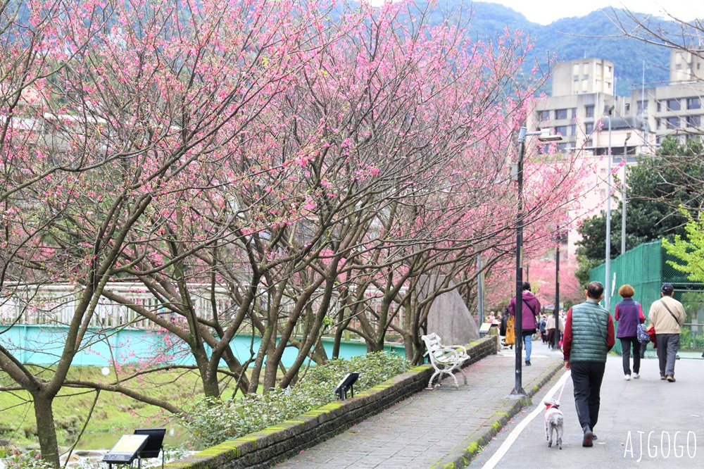 2026台北景點 汐止文化櫻花季 康誥坑溪 水岸櫻花小徑 台北一日遊