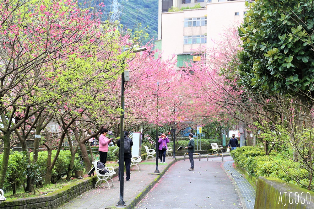 2026台北景點 汐止文化櫻花季 康誥坑溪 水岸櫻花小徑 台北一日遊
