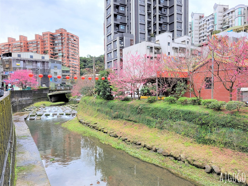 2026台北景點 汐止文化櫻花季 康誥坑溪 水岸櫻花小徑 台北一日遊