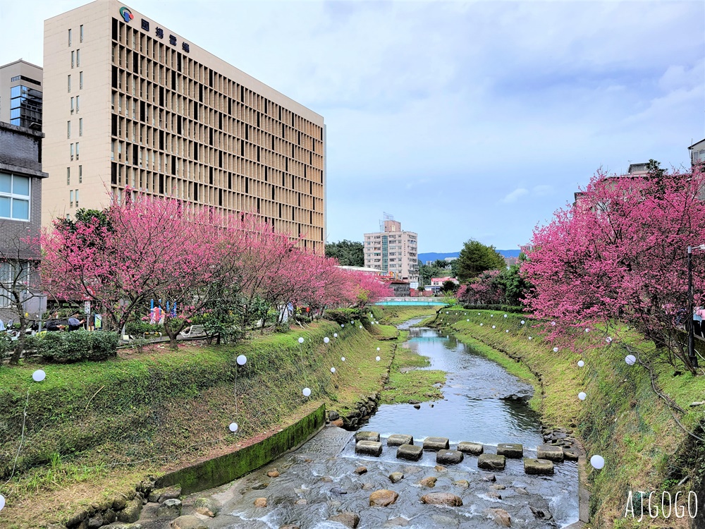 2026台北景點 汐止文化櫻花季 康誥坑溪 水岸櫻花小徑 台北一日遊