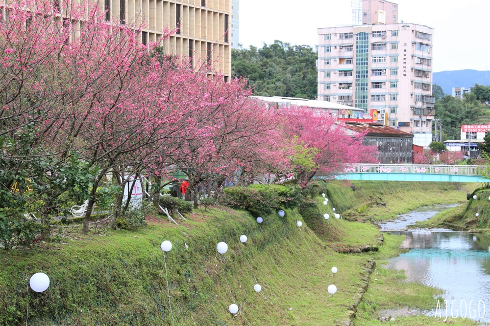 2026台北景點 汐止文化櫻花季 康誥坑溪 水岸櫻花小徑 台北一日遊