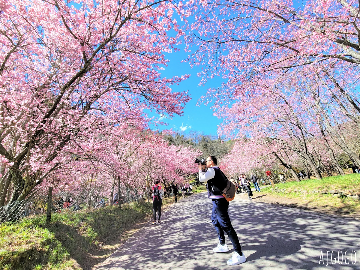 2026武陵農場櫻花季 每年2月展開 台灣最強櫻花天花板、櫻花隧道 @AJ的旅行地圖