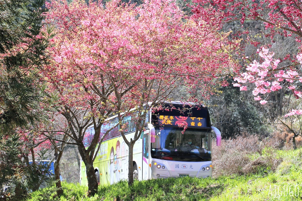 2026武陵農場櫻花季 每年2月展開 台灣最強櫻花天花板、櫻花隧道