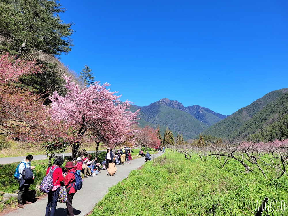 2026武陵農場櫻花季 每年2月展開 台灣最強櫻花天花板、櫻花隧道 2026武陵農場櫻花季 每年2月展開 台灣最強櫻花天花板、櫻花隧道