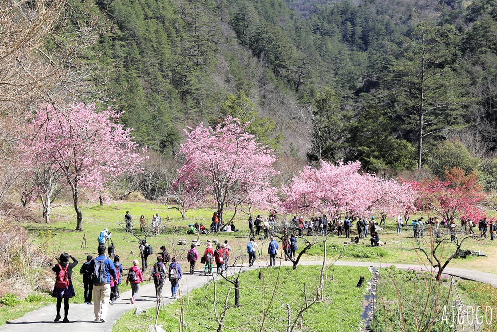 2026武陵農場櫻花季 每年2月展開 台灣最強櫻花天花板、櫻花隧道 2026武陵農場櫻花季 每年2月展開 台灣最強櫻花天花板、櫻花隧道