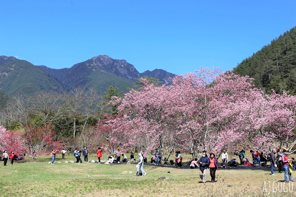 2026武陵農場櫻花季 每年2月展開 台灣最強櫻花天花板、櫻花隧道 2026武陵農場櫻花季 每年2月展開 台灣最強櫻花天花板、櫻花隧道