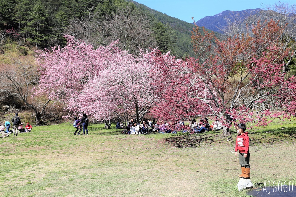 2026武陵農場櫻花季 每年2月展開 台灣最強櫻花天花板、櫻花隧道 2026武陵農場櫻花季 每年2月展開 台灣最強櫻花天花板、櫻花隧道