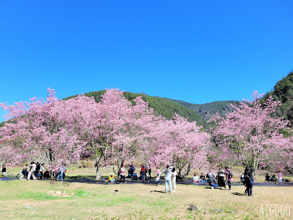 2026武陵農場櫻花季 每年2月展開 台灣最強櫻花天花板、櫻花隧道