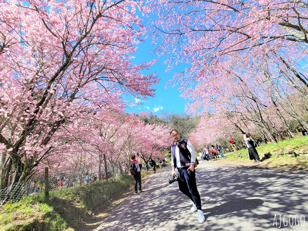 2026武陵農場櫻花季 每年2月展開 台灣最強櫻花天花板、櫻花隧道 2026武陵農場櫻花季 每年2月展開 台灣最強櫻花天花板、櫻花隧道