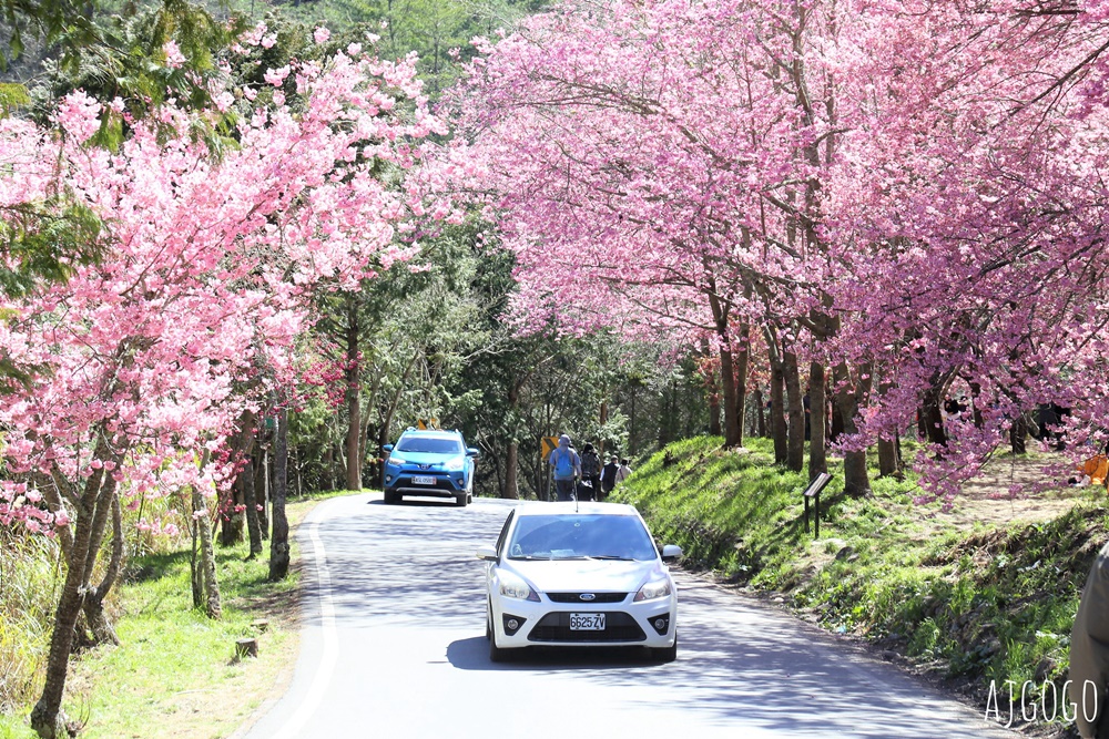 2026武陵農場櫻花季 每年2月展開 台灣最強櫻花天花板、櫻花隧道 2026武陵農場櫻花季 每年2月展開 台灣最強櫻花天花板、櫻花隧道