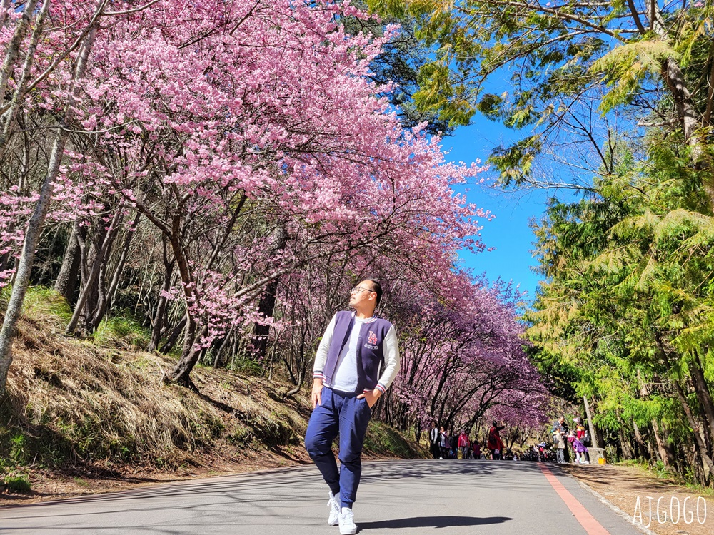 2026武陵農場櫻花季 每年2月展開 台灣最強櫻花天花板、櫻花隧道 2026武陵農場櫻花季 每年2月展開 台灣最強櫻花天花板、櫻花隧道