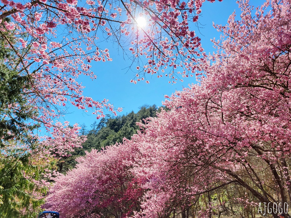 2026武陵農場櫻花季 每年2月展開 台灣最強櫻花天花板、櫻花隧道 2026武陵農場櫻花季 每年2月展開 台灣最強櫻花天花板、櫻花隧道