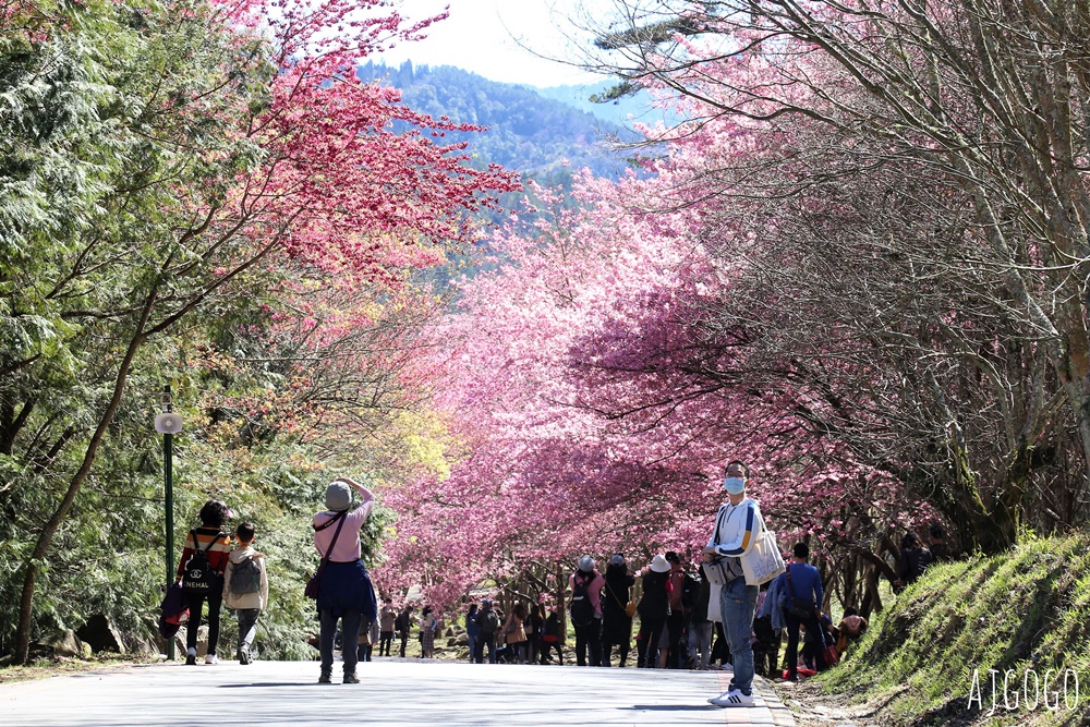 2026武陵農場櫻花季 每年2月展開 台灣最強櫻花天花板、櫻花隧道 2026武陵農場櫻花季 每年2月展開 台灣最強櫻花天花板、櫻花隧道