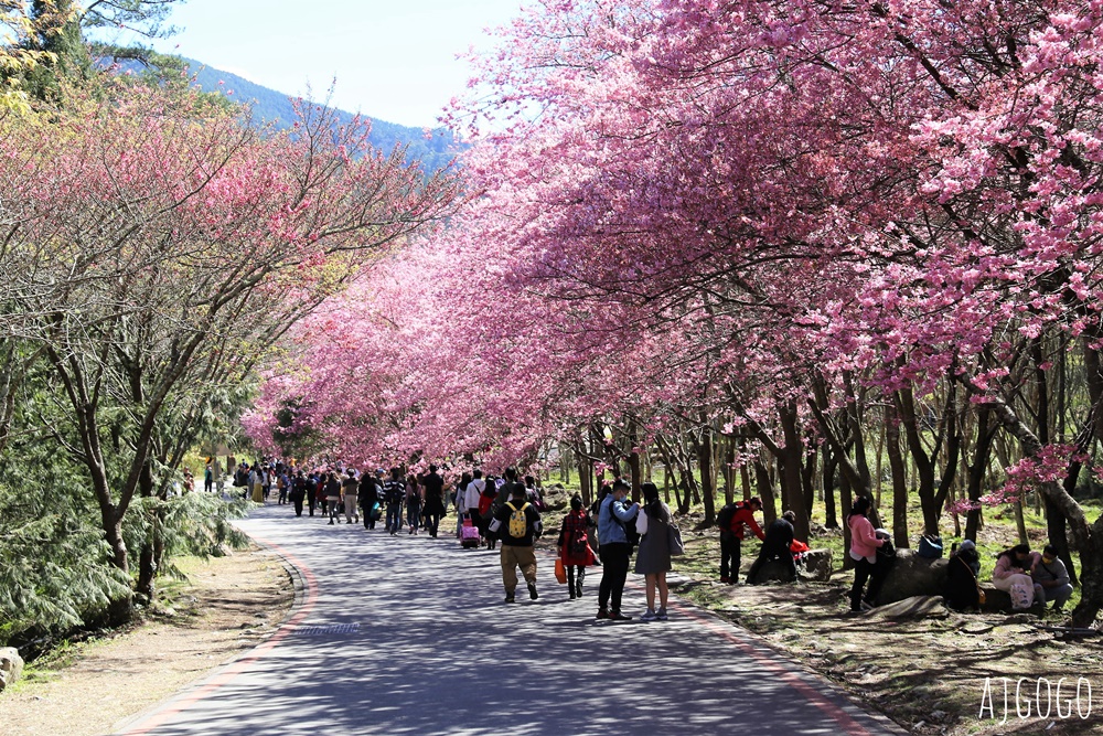 2026武陵農場櫻花季 每年2月展開 台灣最強櫻花天花板、櫻花隧道 2026武陵農場櫻花季 每年2月展開 台灣最強櫻花天花板、櫻花隧道