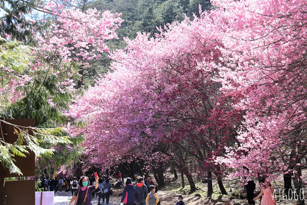 2026武陵農場櫻花季 每年2月展開 台灣最強櫻花天花板、櫻花隧道 2026武陵農場櫻花季 每年2月展開 台灣最強櫻花天花板、櫻花隧道