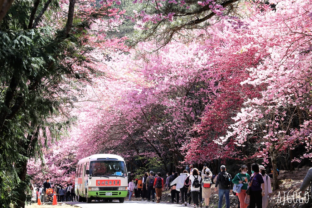 2026武陵農場櫻花季 每年2月展開 台灣最強櫻花天花板、櫻花隧道 2026武陵農場櫻花季 每年2月展開 台灣最強櫻花天花板、櫻花隧道