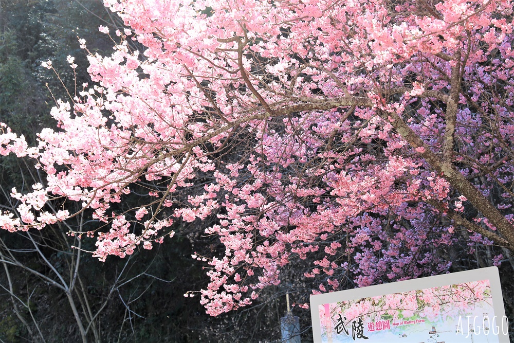 2026武陵農場櫻花季 每年2月展開 台灣最強櫻花天花板、櫻花隧道 2026武陵農場櫻花季 每年2月展開 台灣最強櫻花天花板、櫻花隧道