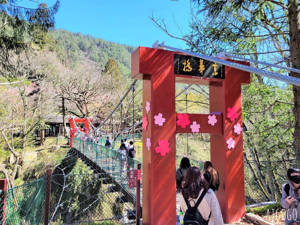 2026武陵農場櫻花季 每年2月展開 台灣最強櫻花天花板、櫻花隧道 2026武陵農場櫻花季 每年2月展開 台灣最強櫻花天花板、櫻花隧道