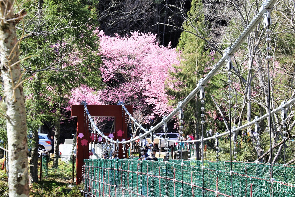 2026武陵農場櫻花季 每年2月展開 台灣最強櫻花天花板、櫻花隧道