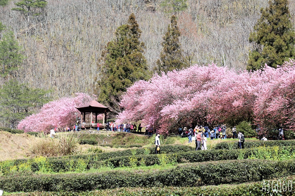 2026武陵農場櫻花季 每年2月展開 台灣最強櫻花天花板、櫻花隧道 2026武陵農場櫻花季 每年2月展開 台灣最強櫻花天花板、櫻花隧道