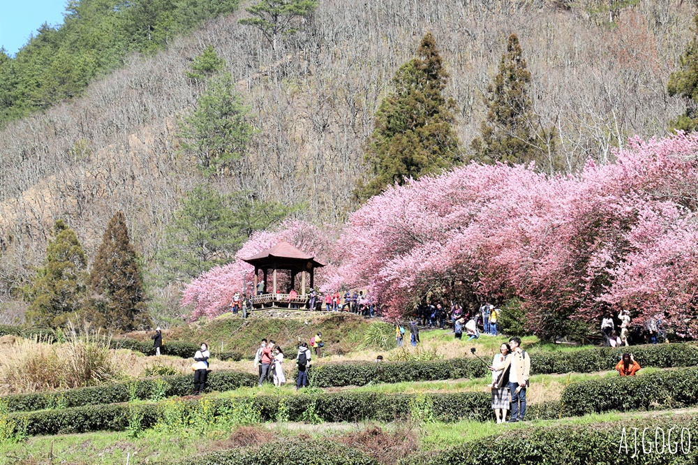 2026武陵農場櫻花季 每年2月展開 台灣最強櫻花天花板、櫻花隧道 2026武陵農場櫻花季 每年2月展開 台灣最強櫻花天花板、櫻花隧道