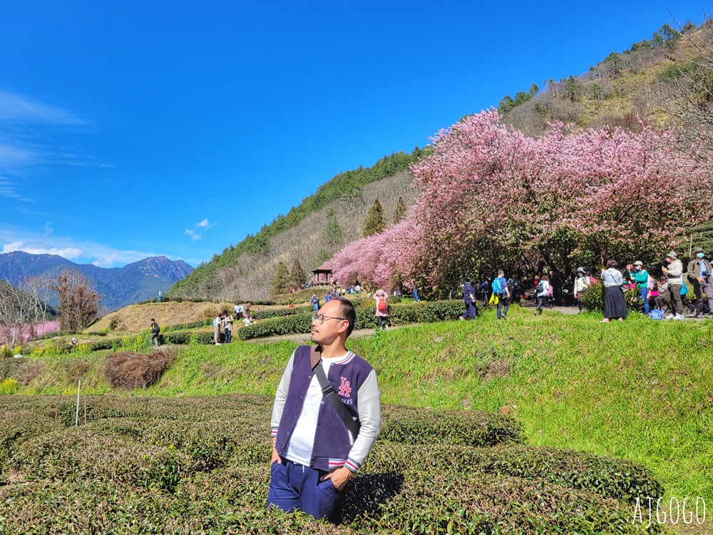 2026武陵農場櫻花季 每年2月展開 台灣最強櫻花天花板、櫻花隧道 2026武陵農場櫻花季 每年2月展開 台灣最強櫻花天花板、櫻花隧道