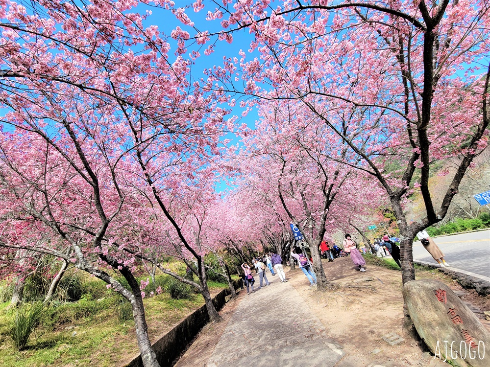 2026武陵農場櫻花季 每年2月展開 台灣最強櫻花天花板、櫻花隧道 2026武陵農場櫻花季 每年2月展開 台灣最強櫻花天花板、櫻花隧道