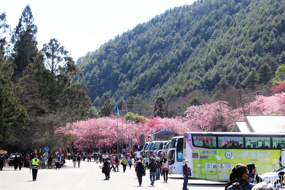 2026武陵農場櫻花季 每年2月展開 台灣最強櫻花天花板、櫻花隧道