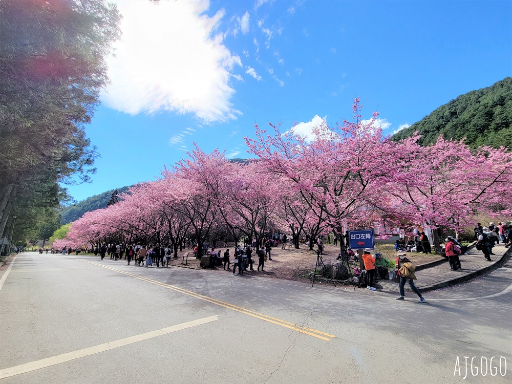 2026武陵農場櫻花季 每年2月展開 台灣最強櫻花天花板、櫻花隧道 2026武陵農場櫻花季 每年2月展開 台灣最強櫻花天花板、櫻花隧道