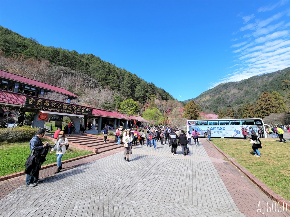 2026武陵農場櫻花季 每年2月展開 台灣最強櫻花天花板、櫻花隧道 2026武陵農場櫻花季 每年2月展開 台灣最強櫻花天花板、櫻花隧道
