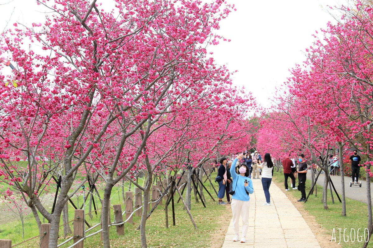 2026台中景點 台中櫻花 中科崴立櫻花公園 河津櫻、吉野櫻、八重櫻、富士櫻 每年2月起陸續開花 @AJ的旅行地圖
