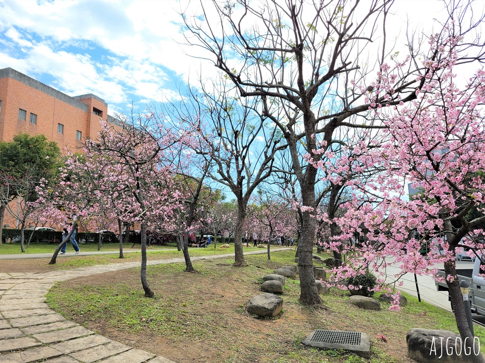 2026台中景點 台中櫻花 中科崴立櫻花公園 河津櫻、吉野櫻、八重櫻、富士櫻 每年2月起陸續開花 2026台中景點 台中櫻花 中科崴立櫻花公園 河津櫻、吉野櫻、八重櫻、富士櫻 每年2月起陸續開花