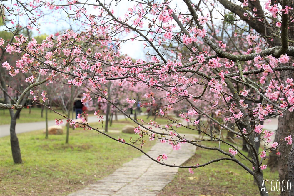 2026台中景點 台中櫻花 中科崴立櫻花公園 河津櫻、吉野櫻、八重櫻、富士櫻 每年2月起陸續開花 2026台中景點 台中櫻花 中科崴立櫻花公園 河津櫻、吉野櫻、八重櫻、富士櫻 每年2月起陸續開花
