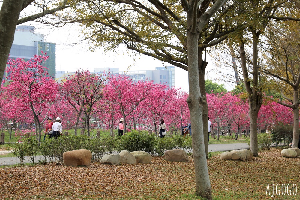 2026台中景點 台中櫻花 中科崴立櫻花公園 河津櫻、吉野櫻、八重櫻、富士櫻 每年2月起陸續開花