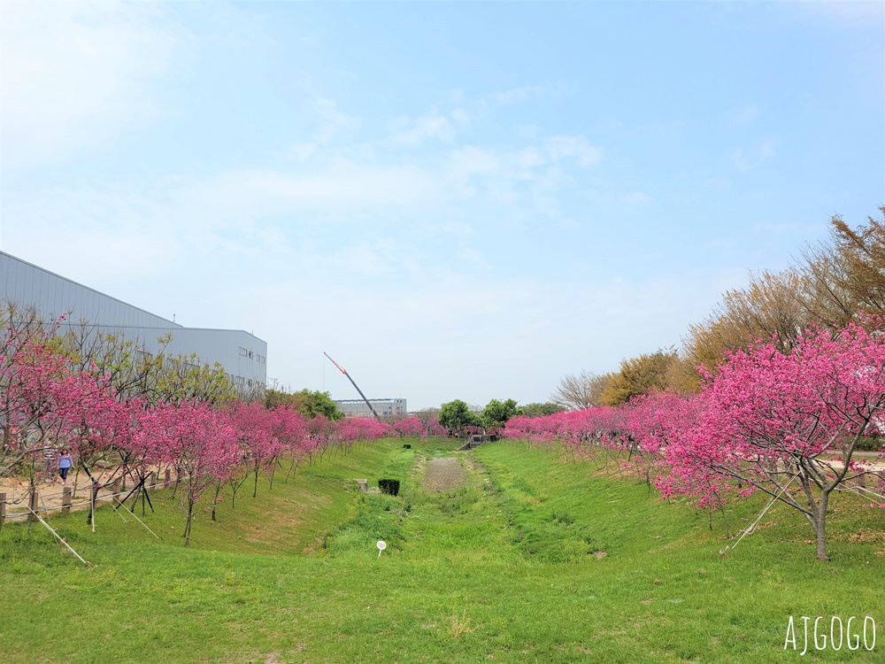 2026台中景點 台中櫻花 中科崴立櫻花公園 河津櫻、吉野櫻、八重櫻、富士櫻 每年2月起陸續開花
