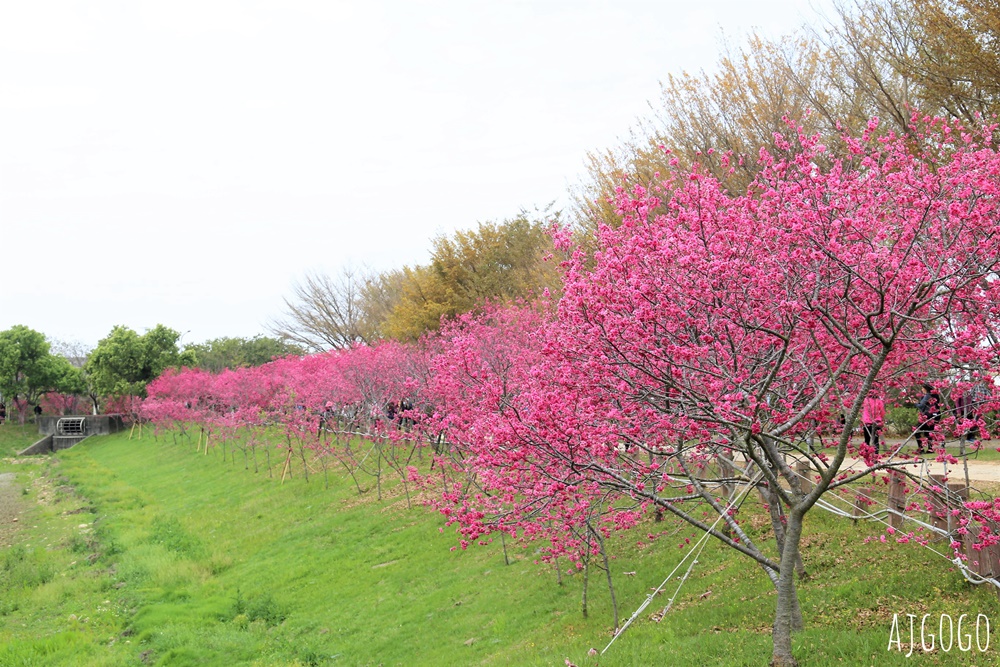 2026台中景點 台中櫻花 中科崴立櫻花公園 河津櫻、吉野櫻、八重櫻、富士櫻 每年2月起陸續開花