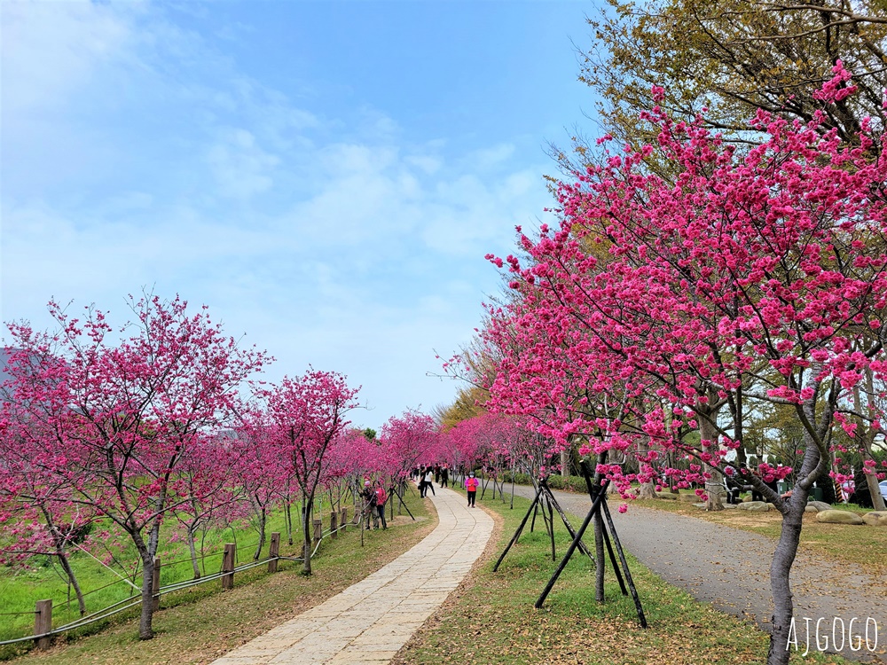 2026台中景點 台中櫻花 中科崴立櫻花公園 河津櫻、吉野櫻、八重櫻、富士櫻 每年2月起陸續開花 2026台中景點 台中櫻花 中科崴立櫻花公園 河津櫻、吉野櫻、八重櫻、富士櫻 每年2月起陸續開花