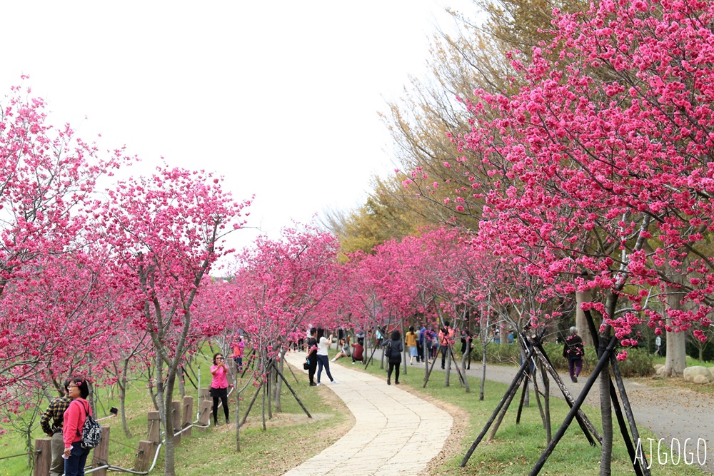 2026台中景點 台中櫻花 中科崴立櫻花公園 河津櫻、吉野櫻、八重櫻、富士櫻 每年2月起陸續開花