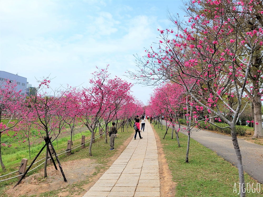 2026台中景點 台中櫻花 中科崴立櫻花公園 河津櫻、吉野櫻、八重櫻、富士櫻 每年2月起陸續開花 2026台中景點 台中櫻花 中科崴立櫻花公園 河津櫻、吉野櫻、八重櫻、富士櫻 每年2月起陸續開花