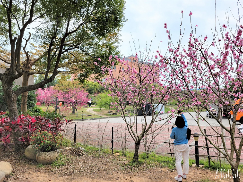 2026台中景點 台中櫻花 中科崴立櫻花公園 河津櫻、吉野櫻、八重櫻、富士櫻 每年2月起陸續開花 2026台中景點 台中櫻花 中科崴立櫻花公園 河津櫻、吉野櫻、八重櫻、富士櫻 每年2月起陸續開花