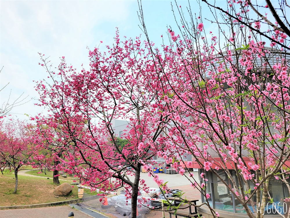 2026台中景點 台中櫻花 中科崴立櫻花公園 河津櫻、吉野櫻、八重櫻、富士櫻 每年2月起陸續開花