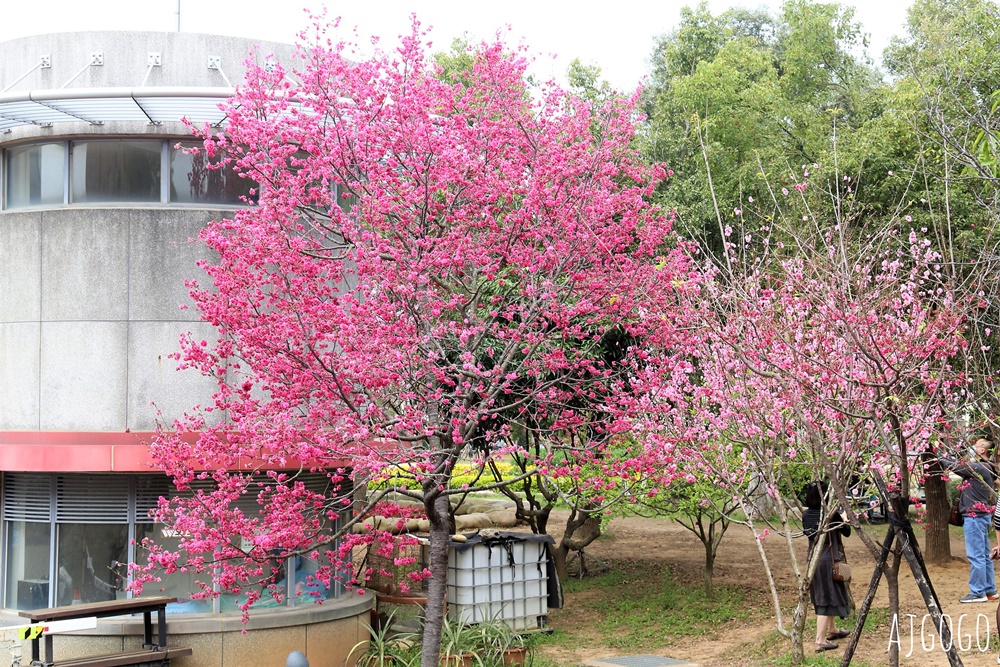 2026台中景點 台中櫻花 中科崴立櫻花公園 河津櫻、吉野櫻、八重櫻、富士櫻 每年2月起陸續開花