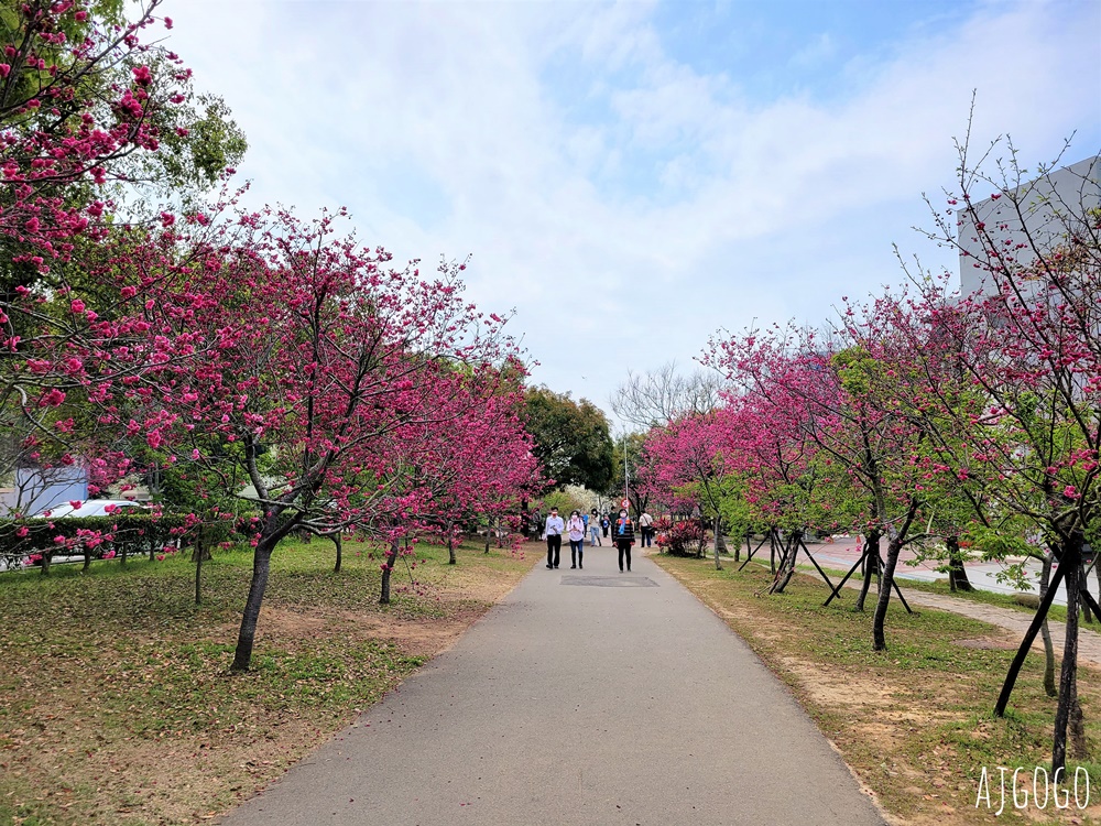 2026台中景點 台中櫻花 中科崴立櫻花公園 河津櫻、吉野櫻、八重櫻、富士櫻 每年2月起陸續開花 2026台中景點 台中櫻花 中科崴立櫻花公園 河津櫻、吉野櫻、八重櫻、富士櫻 每年2月起陸續開花