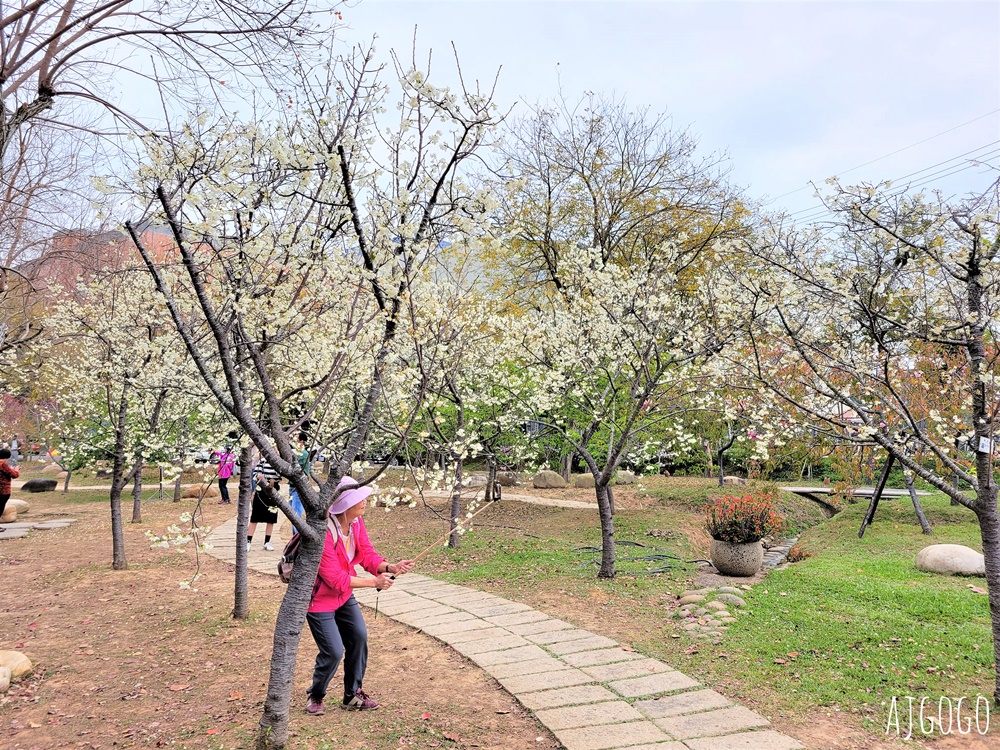 2026台中景點 台中櫻花 中科崴立櫻花公園 河津櫻、吉野櫻、八重櫻、富士櫻 每年2月起陸續開花 2026台中景點 台中櫻花 中科崴立櫻花公園 河津櫻、吉野櫻、八重櫻、富士櫻 每年2月起陸續開花