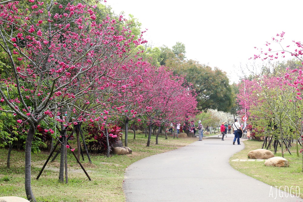 2026台中景點 台中櫻花 中科崴立櫻花公園 河津櫻、吉野櫻、八重櫻、富士櫻 每年2月起陸續開花