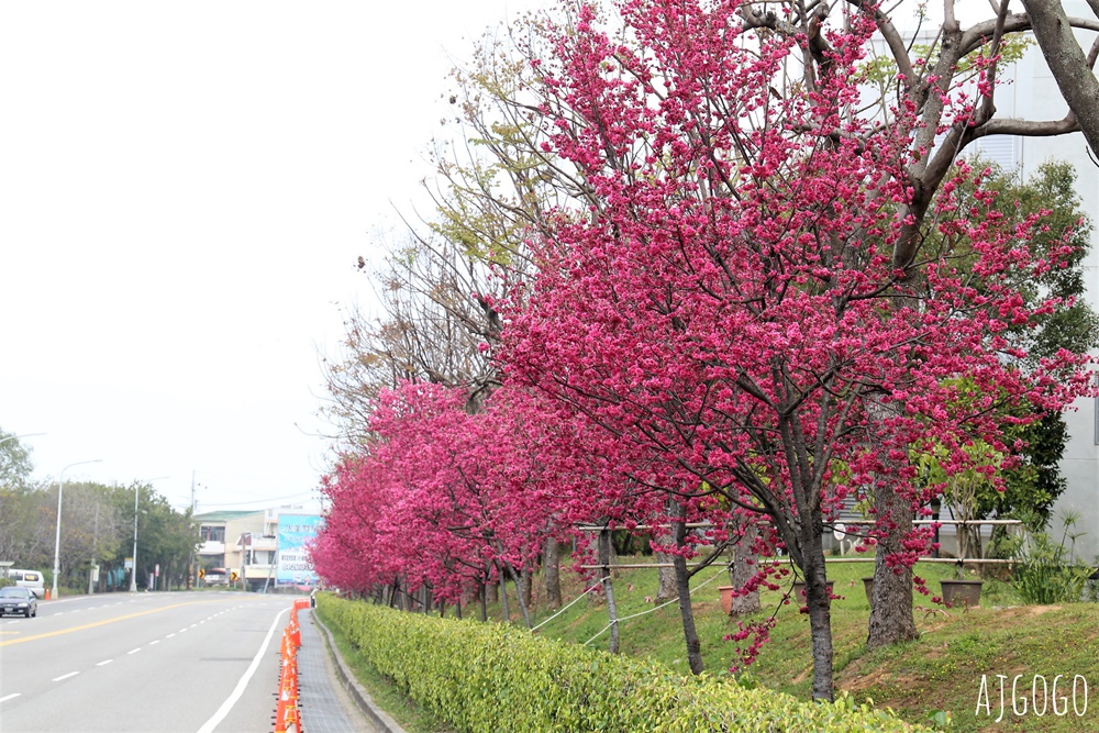 2026台中景點 台中櫻花 中科崴立櫻花公園 河津櫻、吉野櫻、八重櫻、富士櫻 每年2月起陸續開花 2026台中景點 台中櫻花 中科崴立櫻花公園 河津櫻、吉野櫻、八重櫻、富士櫻 每年2月起陸續開花